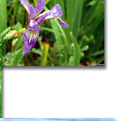 Iris versicolore