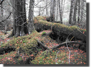 Forêt ancienne