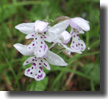 Orchis à feuille ronde