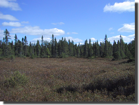 Tourbière - Bog